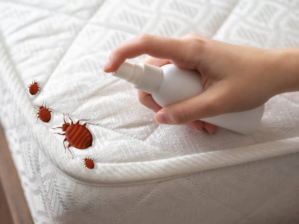 Best Mosquito Control Services  in Combee Settlement, FL
