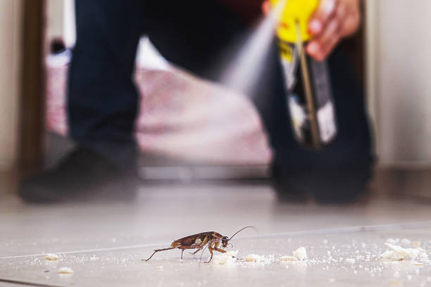 Wasp Removal Services in Combee Settlement, FL
