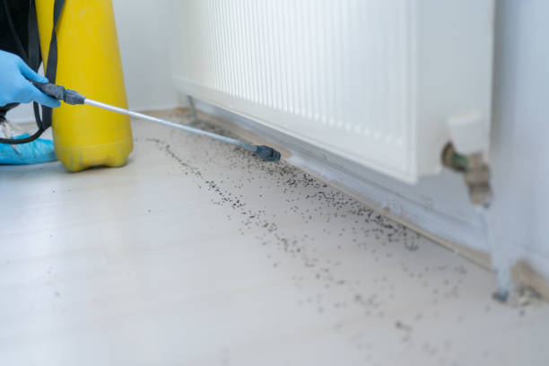 Best Local Pest Control Services  in Combee Settlement, FL